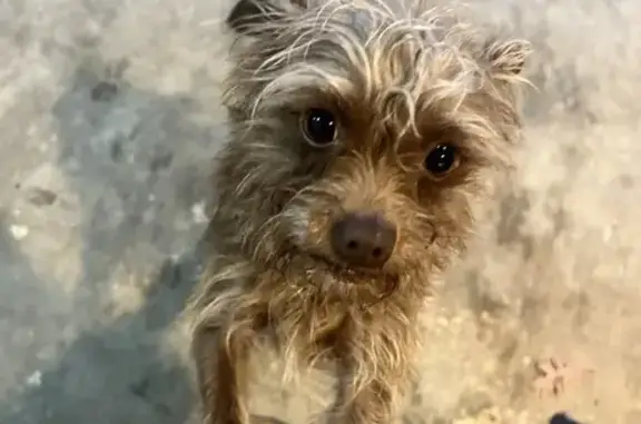 Lost Fluffy Brown Chihuahua - Sierra Pl.