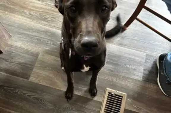 Lost Black Lab Mix: Purple Collar, Pueblo