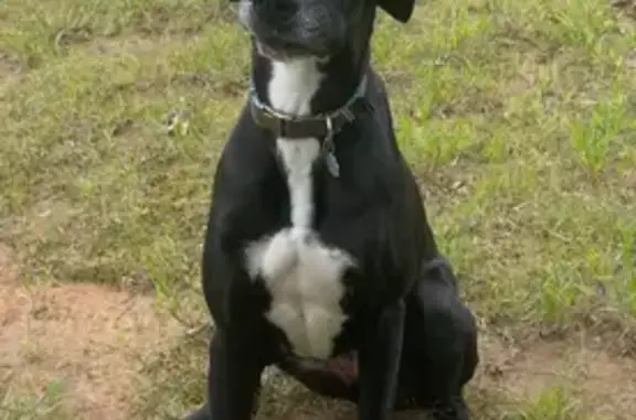 Help Find Lana: Lost Gray Dog in Lexington