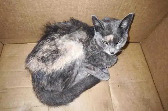 Gatito Manso Encontrado en Cal...