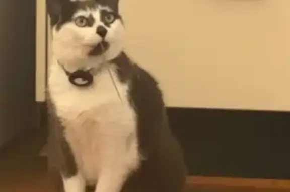 Lost pets , photo: Lost Cat in Glen Eira: Dark Grey & White