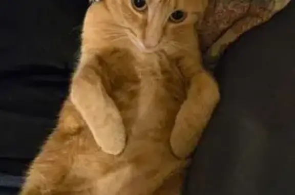 Lost and found pets Glendale, photo: Lost Orange Cat - Friendly, West Banff