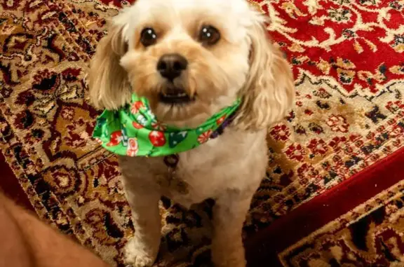 Lost Cavadoodle in Coffs Harbour - Help!