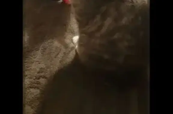 Lost Cat: Gray & White, Short Socks