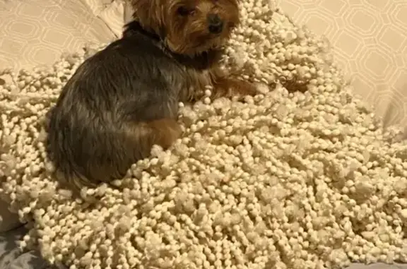 Lost Yorkie: Pink Collar, Carmel Area