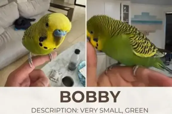 Lost Budgie: Friendly Green & Yellow Bird