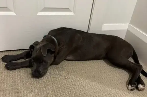 Lost Staffy x Boxer Near Sydney Trail