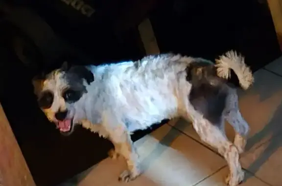 Lost Dog Escapes Yard on Bushlands Ave