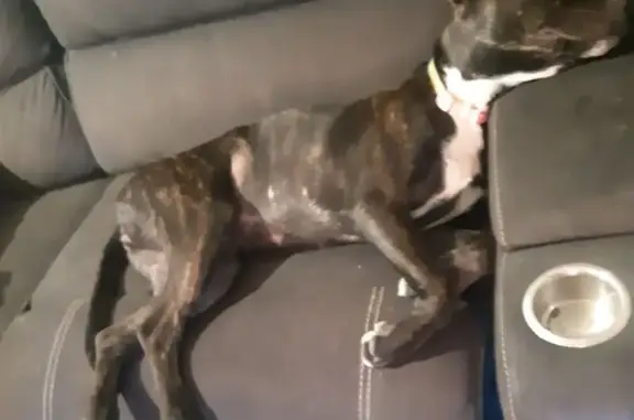 Missing dog Charles Sturt, photo: Lost: Playful Brindle Cane Corso Puppy