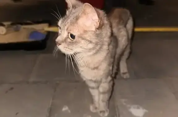 Found Cat at Greenfield St, Vi...