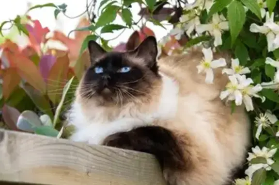 Chat Ragdoll perdu au Bono, aide recherchée - photo