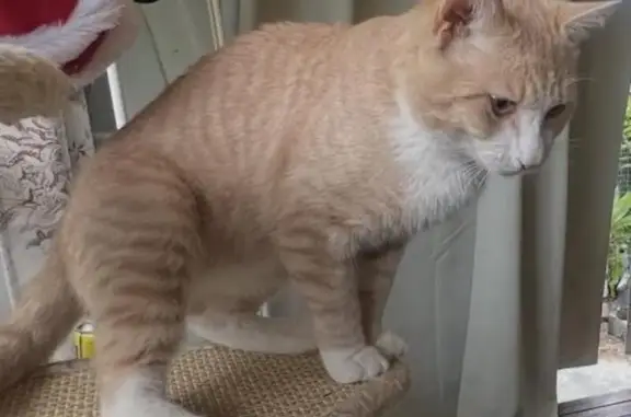 Lost pets Sydney, photo: Lost Cat: Ginger & White, Laura St, Sydney