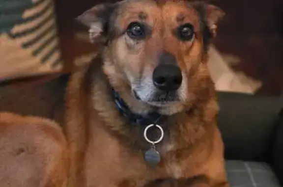 Cachorro encontrado Macho (brf002239) - photo