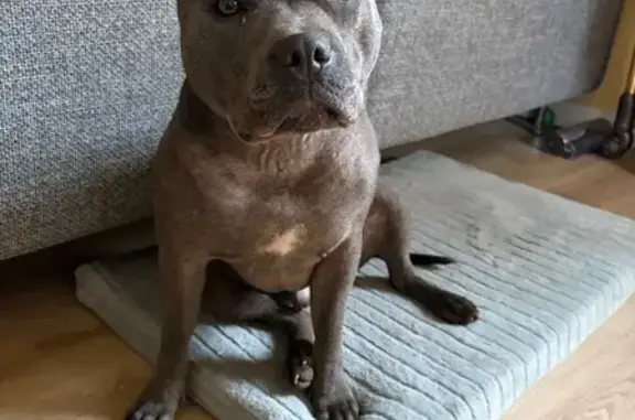 Animaux perdus Ingersheim, photo: Staffie 2 ans perdu à Ingersheim