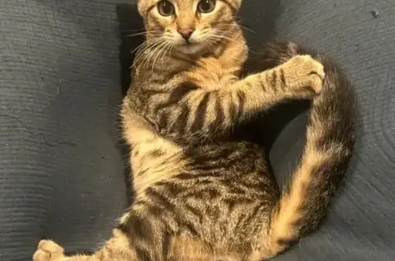 Lost Cat in Athens, AL: Curled Ears