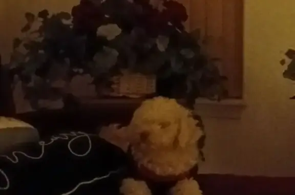 Missing dog Fort Mohave, photo: Lost White Maltipoo: 'China' in Fort Mohave