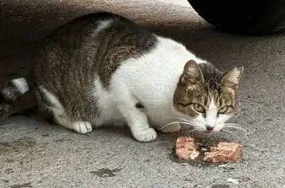 Gato encontrado Almeria, foto: Gatita Blanca y Gris Busca Hogar Seguro