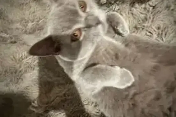 Chat perdu, Soyaux, photo: Chat gris perdu, très affectueux, Soyaux