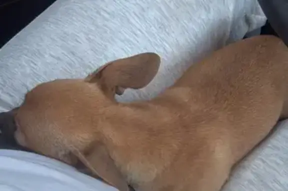 Lost and found pets Phoenix, photo: Found: Two Small Chihuahua Dogs in Phoenix