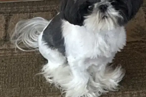 Lost Teacup Dog: Black & White, 4lbs
