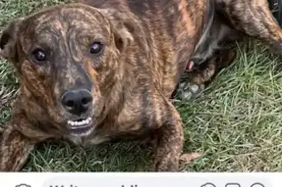 Help Find Striper: Lost Brindle Dog