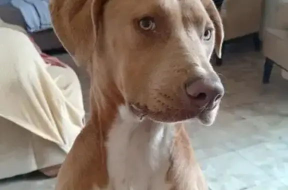 Perro encontrado Tijuana, foto: Perro Rescatado en Tijuana: Necesita Hogar