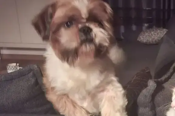 Shih Tzu marron/blanc perdu à Saint-Paul - photo