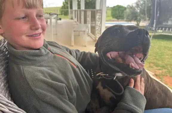 Lost Dog: Friendly Black & Brindle