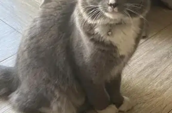 Lost Shy Cat: Grey & White in Roodepoort