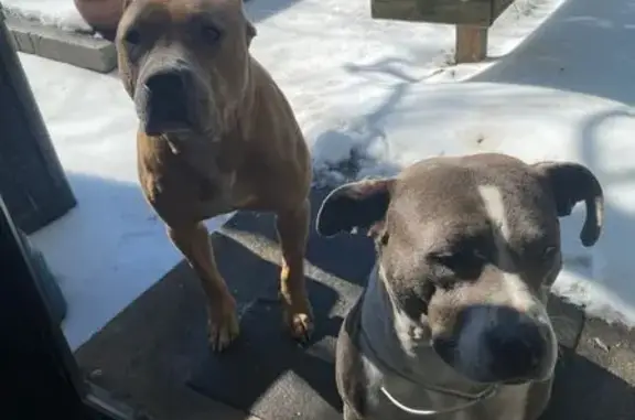 Lost and found pets Memphis, photo: Found: Sweet Pits on Union Ave, Memphis