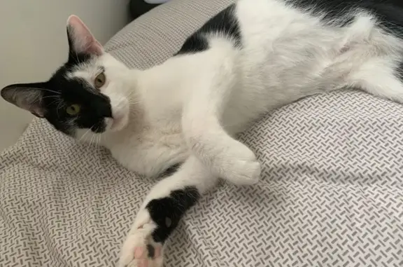 Animaux perdus Crouy, photo: Chat perdu : Oreo, noir et blanc, craintif