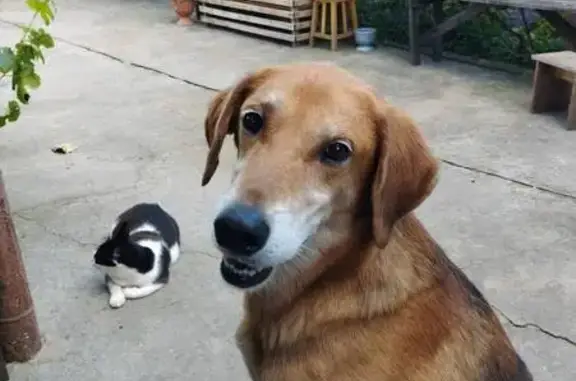 Собака породи Гончак втік з прогулянки, завжди швидко повертався додому. Не агресивний.