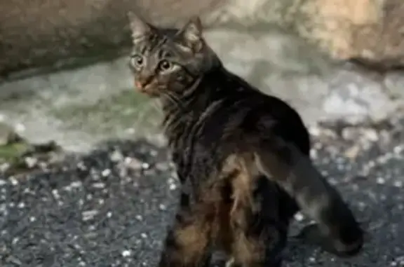 Chat tigré perdu à Saint-Jean-de-Fos - photo