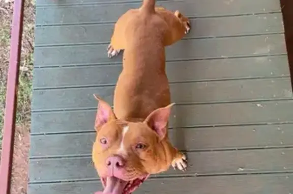 Lost Tan Dog with Yellow Collar in Strathpine