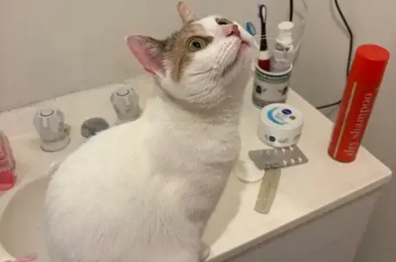 Lost pets Melbourne, photo: Friendly 4-Year-Old White Cat Missing