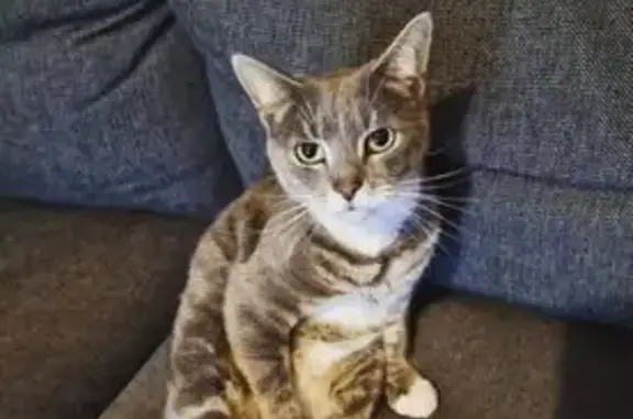 Lost pets Adelaide, photo: Lost Grey Tabby with White Tuft - Adelaide