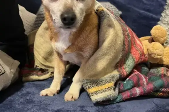 ¡Ayuda! Perrita mayor perdida en Arteixo