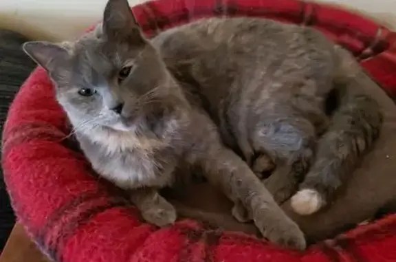 Lost Cat: Gray & Tan, White-Tipped Tail