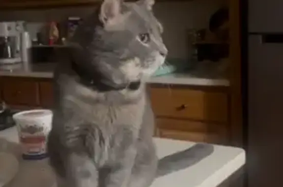 Help Find Tom: Missing Beloved Cat