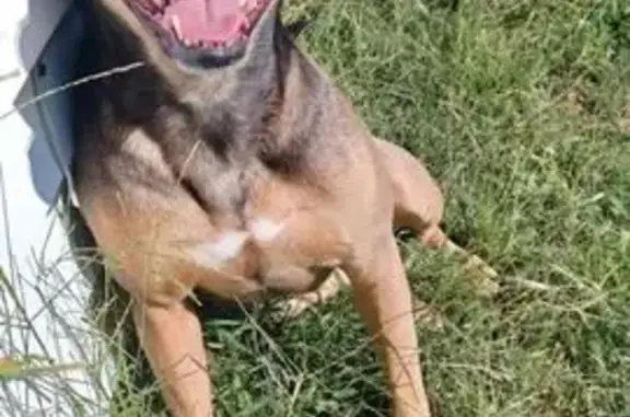 Lost Skittish Dog - Bartlesville Area