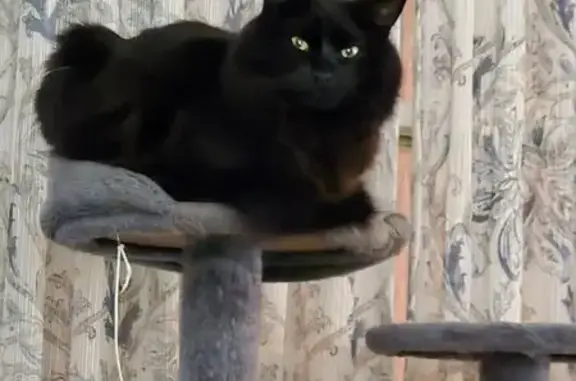 Lost Skittish Black Cat in Oaklyn, NJ