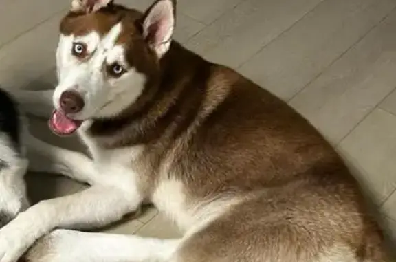 Lost Dog Sky: Sweet, Purple-Collared Pup