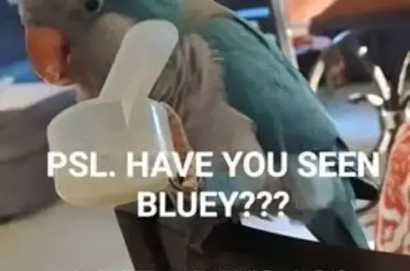 Lost and found pets Florida City, photo: Lost Bird: Teal & Grey in Port St. Lucie