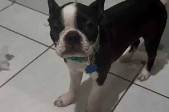 Missing dog Hudson, photo: Lost Boston Terrier Pup: Buckeye Drive