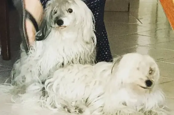 Animales perdidos , foto: Perros Perdidos: Lash y Blush en Coacalco