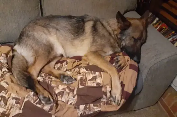 Lost German Shepherd on Pittsville Rd