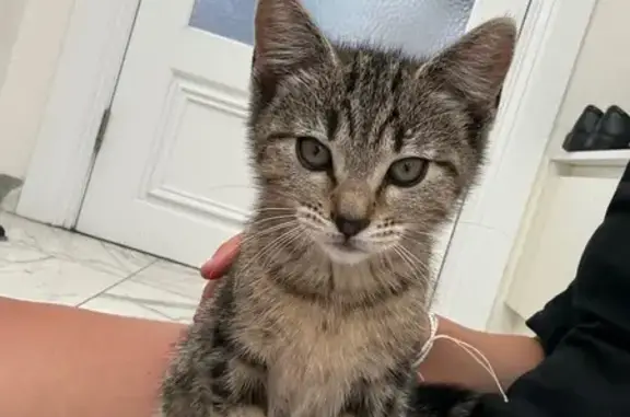 Lost pets Darebin, photo: Lost Kitten: Grey with Black Stripes