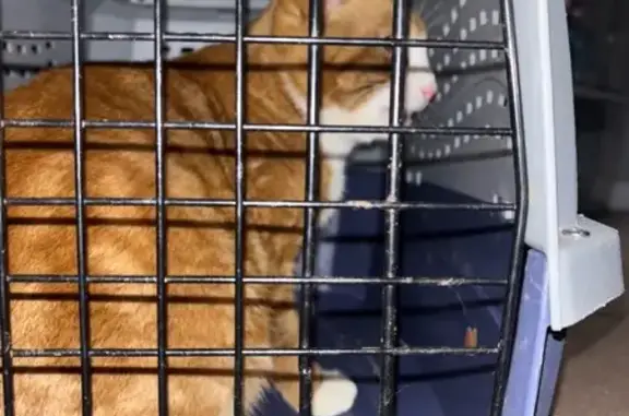 Lost and found pets , photo: Friendly Orange Tabby Found on 20th Ave