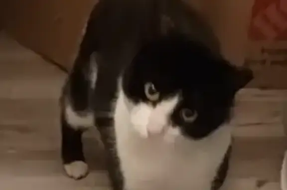 Lost Friendly Cat on West 117th Street