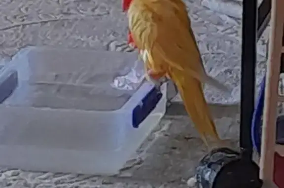 Lost Bird: Yellow & Orange, Gr...